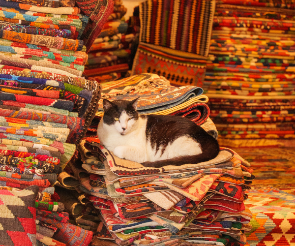website banner x Bluecruise tapijt cat